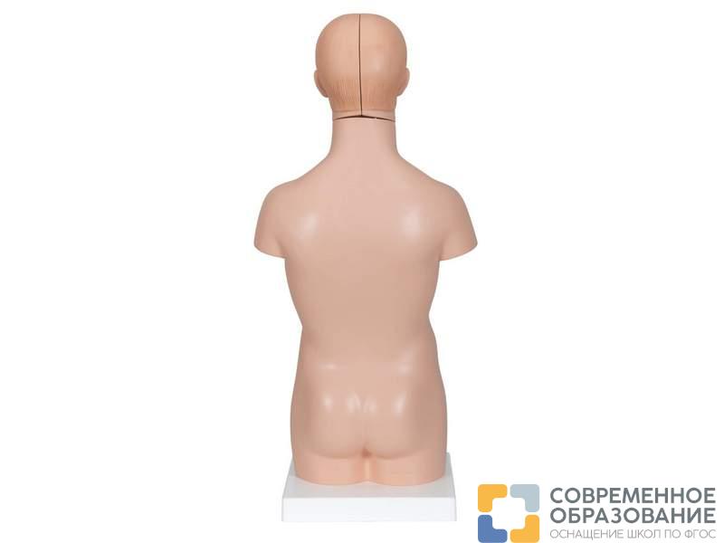 Модель торса человека уменьшенная