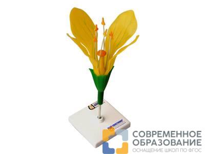Модель цветка капусты