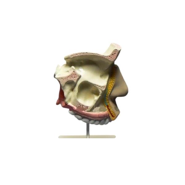 Модель "Разрез носоглотки"