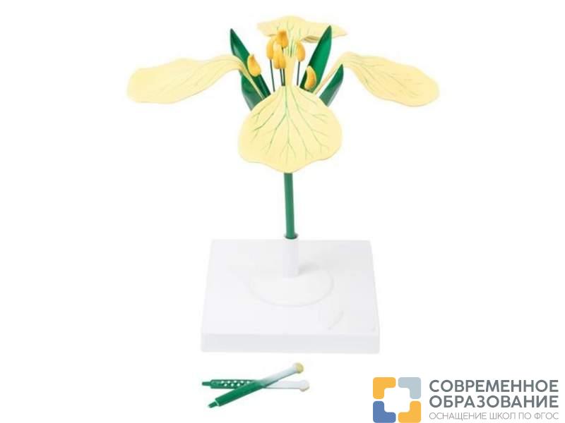 Модель цветка горчицы полевой