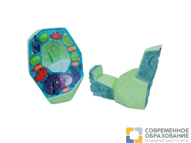 Модель растительной клетки