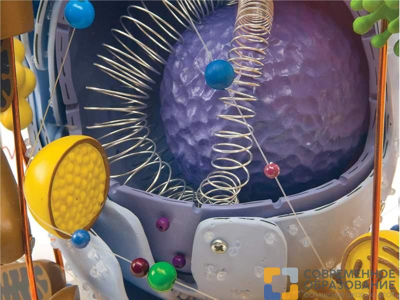 Стеклянная модель клетки, увеличенной в 40000 раз