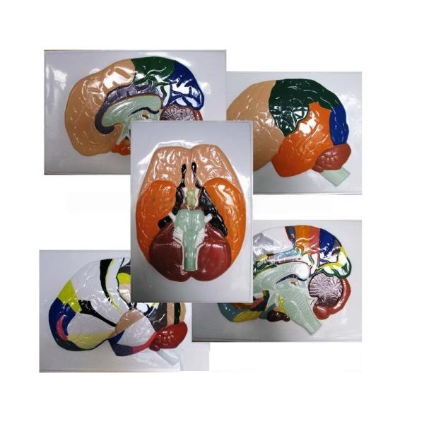 Модель барельефная "Доли, извилины, цитоархитектонические поля головного мозга" (5 планшетов) 