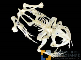 Скелет лягушки
