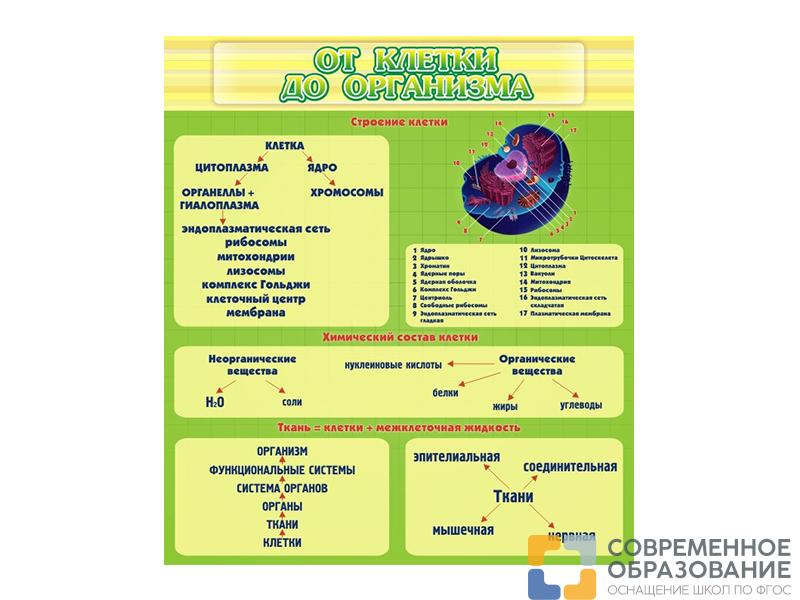 Стенд От клетки до организма