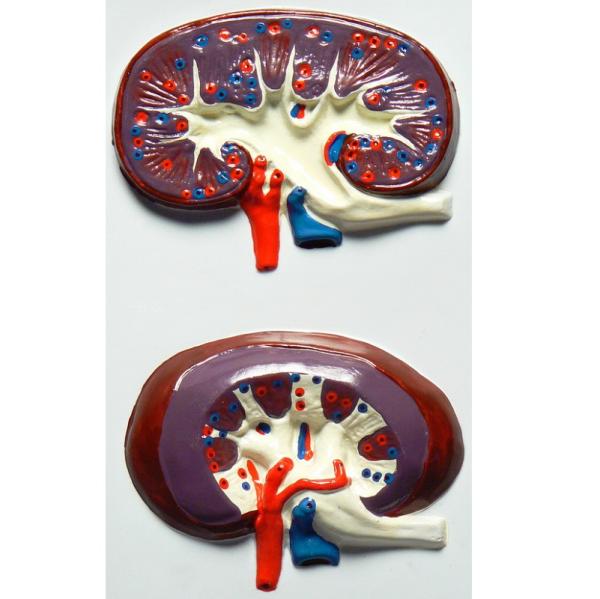 Модель барельефная "Строение почки"
