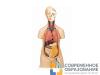 Модель торса человека бесполая