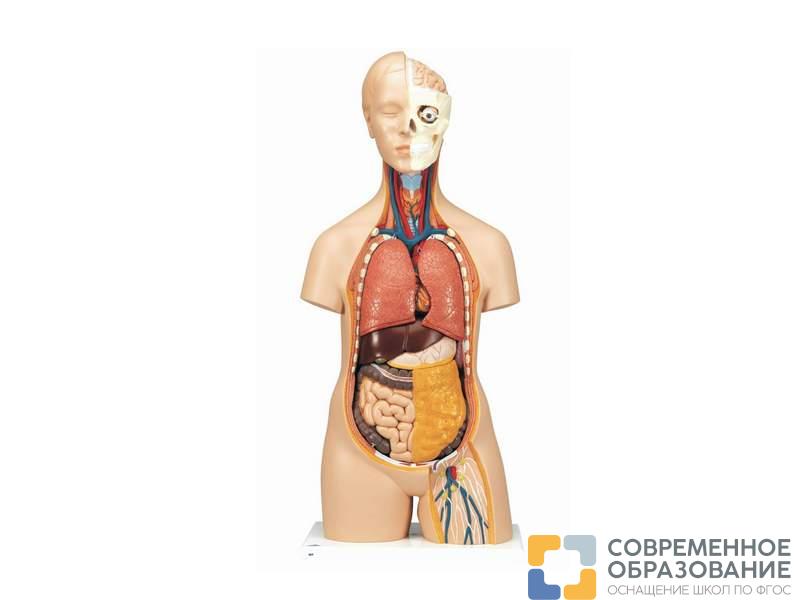 Модель торса человека бесполая