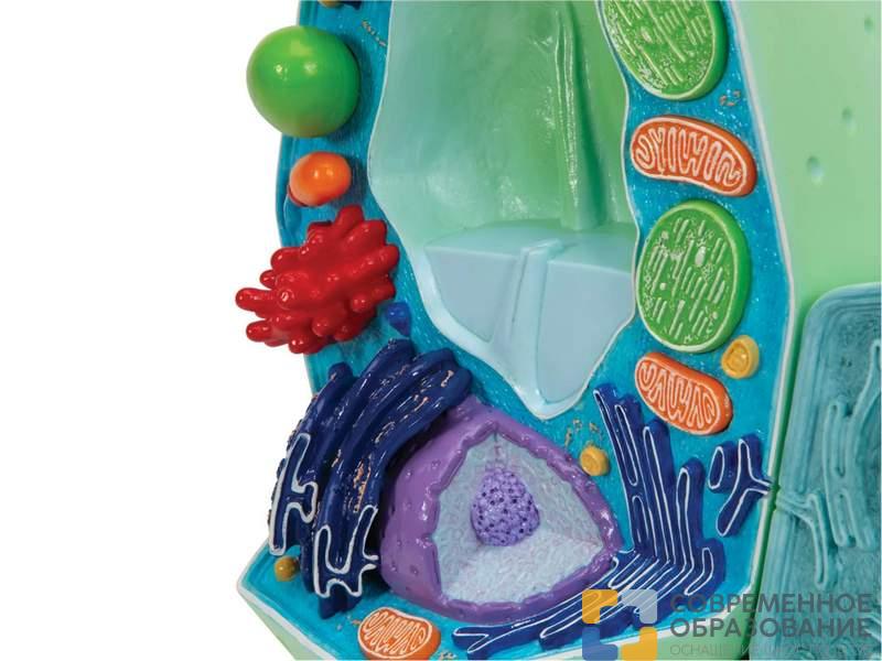 Модель растительной клетки