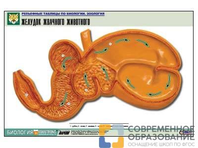 Рельефная таблица Желудок жвачного животного, А1