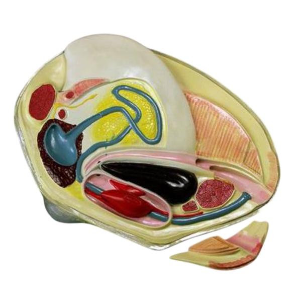 Модель "Беззубка" (двустворчатый моллюск)	