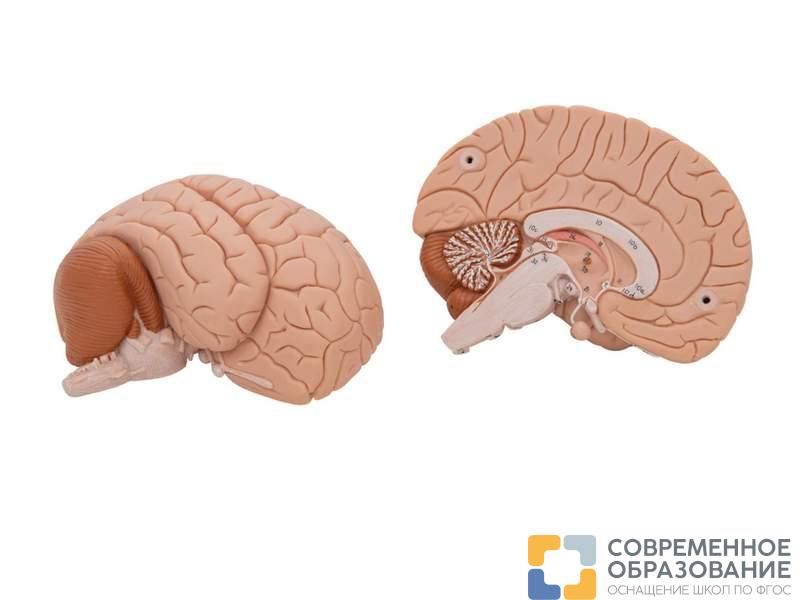 Модель мозга для начального изучения