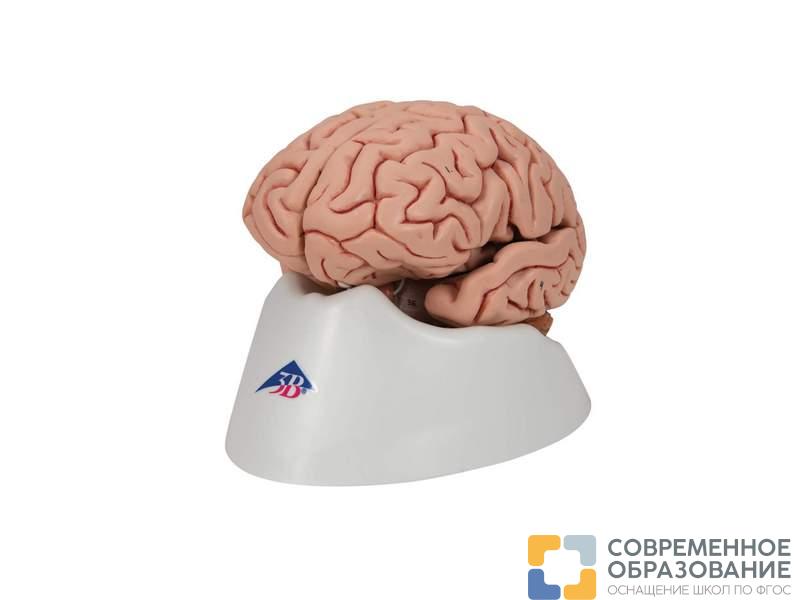 Модель мозга для начального изучения