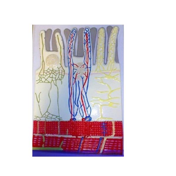 Модель барельефная "Ворсинка кишечная с сосудистым руслом"