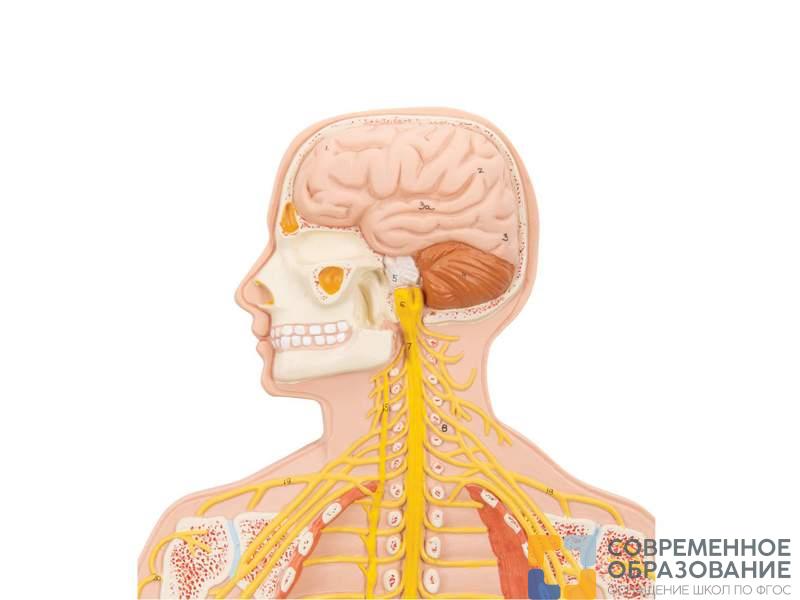 Модель нервной системы