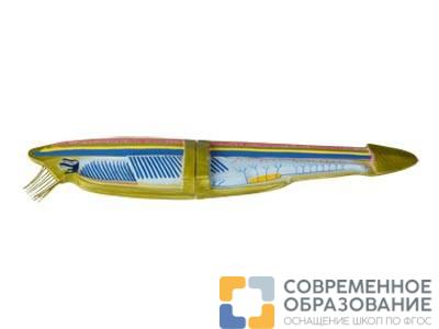 Модель ланцетника