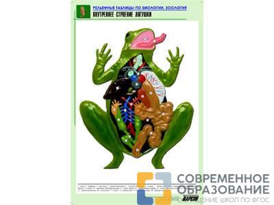 Рельефная таблица Внутреннее строение лягушки, А1