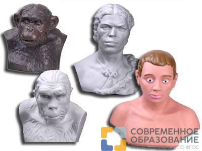 Комплект палеонтологических моделей "Происхождение человека"