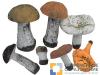 Набор муляжей грибов