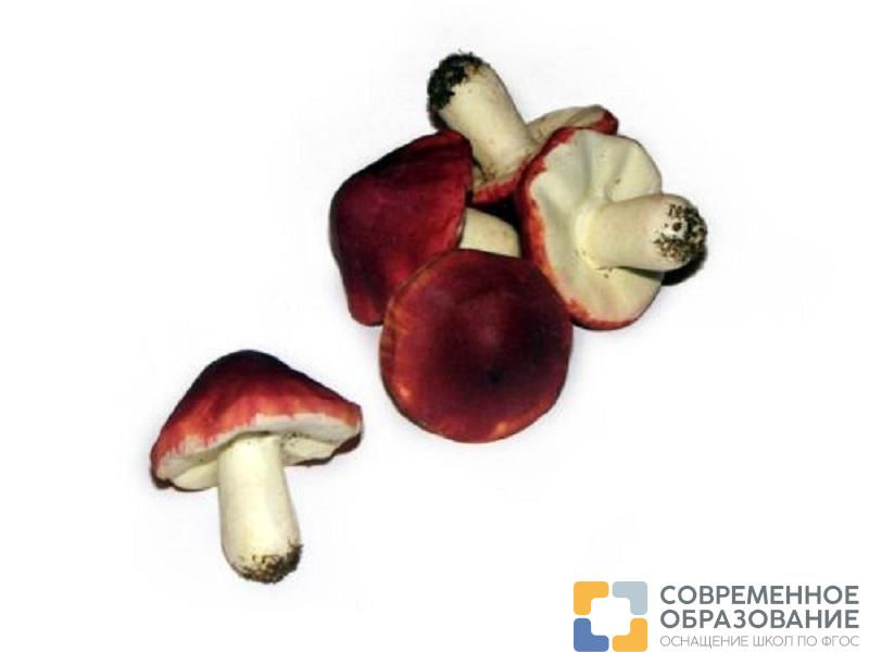 Муляж Грибы сыроежка