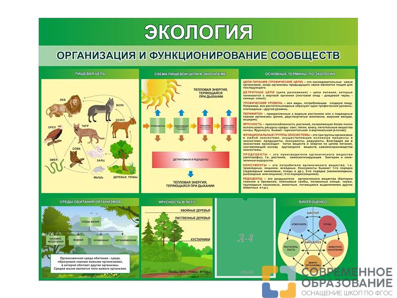 Сденд Экология. Организация и функционирование сообществ