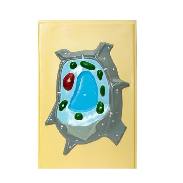 Модель барельефная "Растительная клетка" 