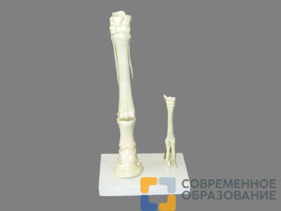 Модель "Скелет конечностей лошади и овцы" (на подставке)