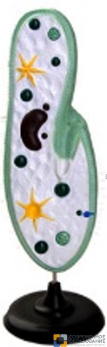 Модель инфузории-туфельки