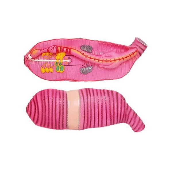 Модель "Дождевой червь"