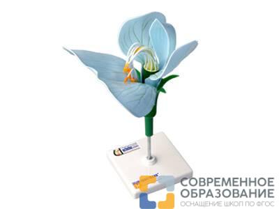 Модель цветка гороха