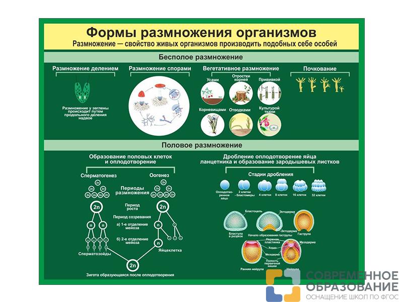 Стенд Формы размножения организмов