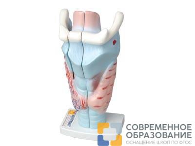 Модель гортани в разрезе