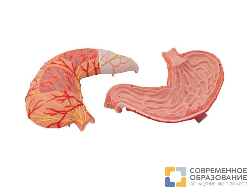 модель желудка, 2 части Модель желудка, 2 части