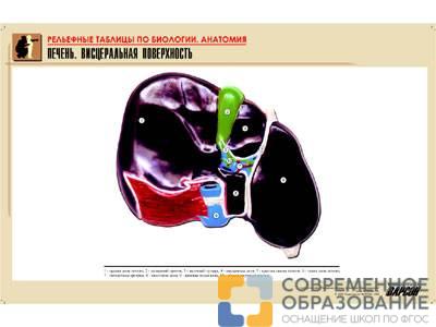 Рельефная таблица Печень. Висцеральная поверхность, А1