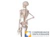 Модель скелета
