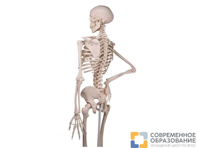 Модель скелета