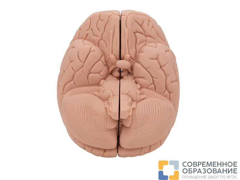 Модель мозга для начального изучения