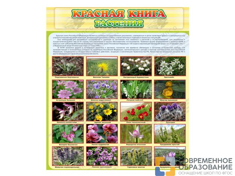 Стенд Красная книга - Растения