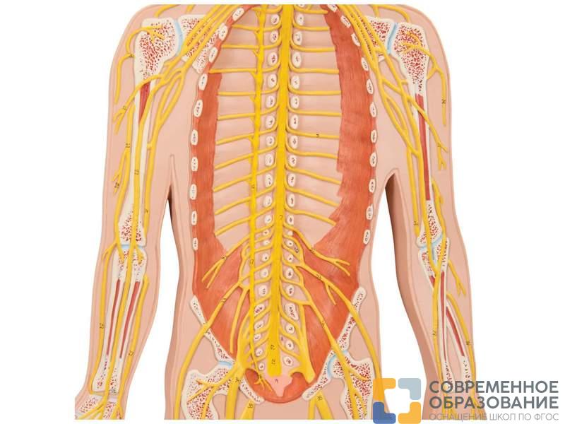 Модель нервной системы