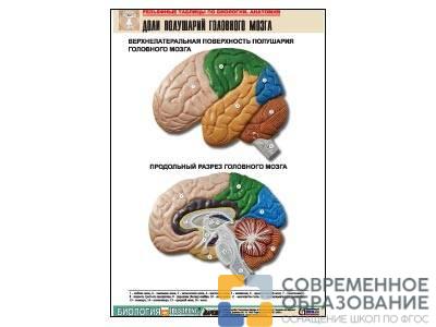Рельефная таблица Доли полушарий головного мозга, А1
