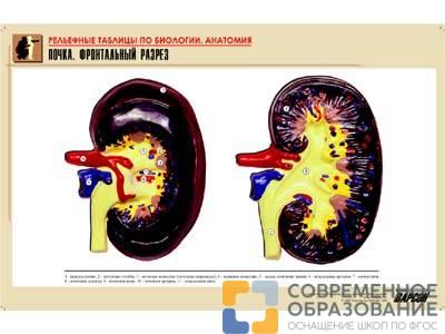 Рельефная таблица Почка. Фронтальный разрез, А1