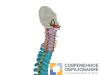 Дидактическая модель гибкого позвоночника цветная