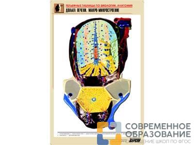 Рельефная таблица Долька печени. Макро-микростроение, А1