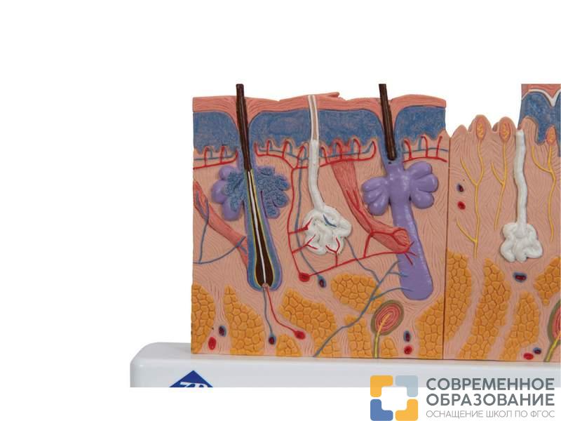 Модель сечения кожи