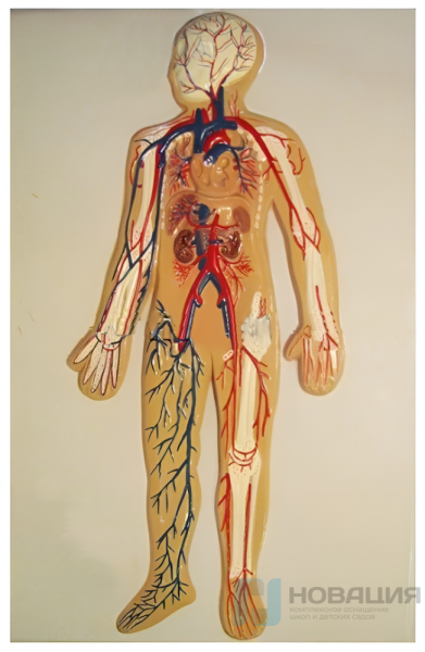 Модель барельефная "Кровеносная система человека"