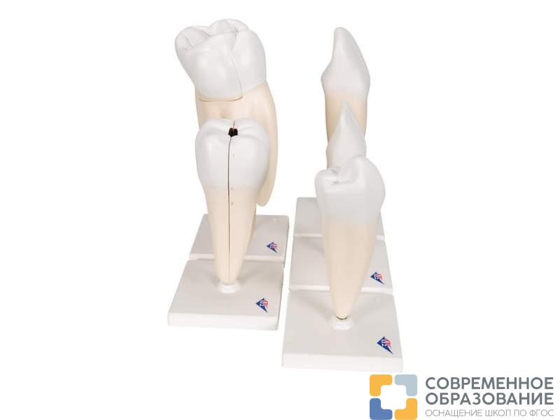 набор классических моделей зуба Набор классических моделей зуба