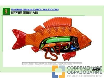 Рельефная таблица Внутреннее строение рыбы, А1