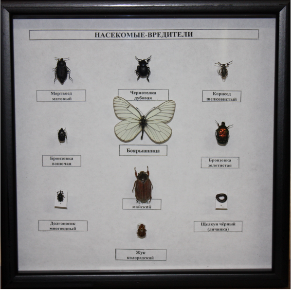 Коллекция энтомологическая "Насекомые вредители"