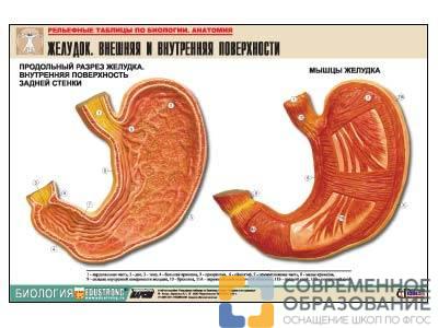Рельефная таблица Желудок. Внешняя и внутренняя поверхности, А1