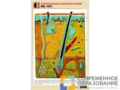 Рельефная таблица Кожа. Разрез, А1